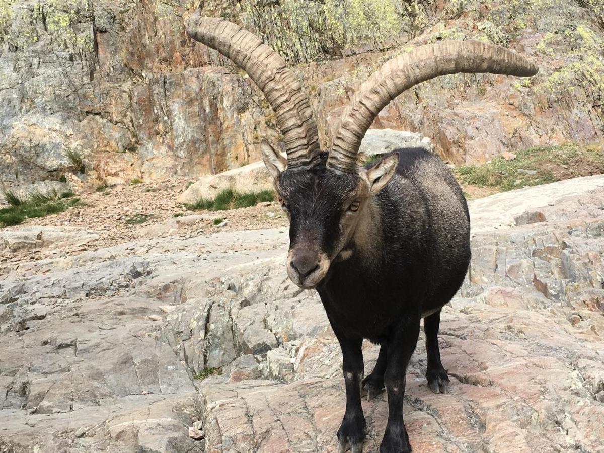 הוילה נאבארדונדה דה גרדוס Ermita De Gredos מראה חיצוני תמונה